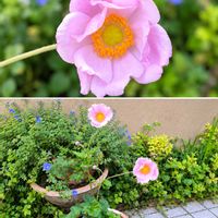 シュウメイギク・セプテンバーチャーム,エボルブルス ブルーラグーン,寄せ植え,花は癒やし♡,お料理の画像