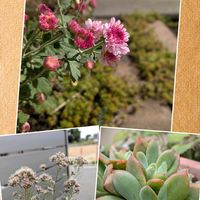 ルエラ,多肉植物,我が家の庭の画像