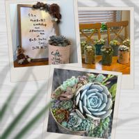 姫秀麗,ロッティ,パキフィルム,パールビーン,多肉植物の画像