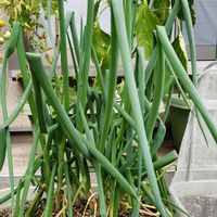 長ネギ,越津根深中葱,ガーデニング,ボタニカルライフ,プランター菜園の画像