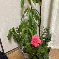 ハイビスカス,マンゴー,和室の画像
