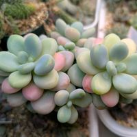 裏切りの薔薇,多肉植物,葉挿し,多肉寄せ植え,実生苗の画像