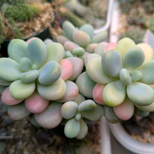 裏切りの薔薇,多肉植物,葉挿し,多肉寄せ植え,実生苗の画像