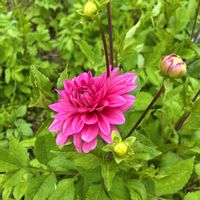 ダリア,ミニダリア,花壇,ピンクの花,花のある暮らしの画像