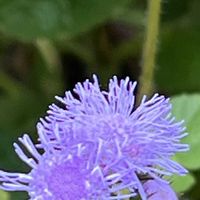 アゲラタム,素敵な出会いに感謝,今日も元気で,今日も笑顔で♡,花を通じて愛と平和をの画像