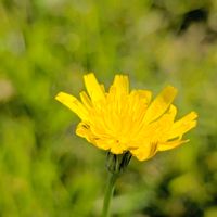 ブタナ,お花,ブタナ。の画像