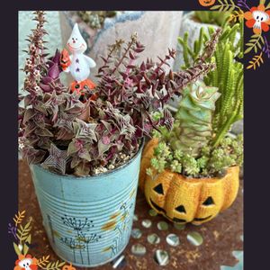 茜の塔,多肉植物,自作リメ缶,埼玉タニラー,モフモフ大好きの画像