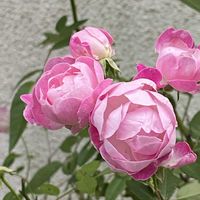 薔薇,薔薇,朝顔,江戸風情,江戸風情の画像
