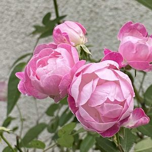 薔薇,薔薇,朝顔,江戸風情,江戸風情の画像