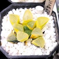 ハオルチア,多肉植物,ハオルチア属,多肉大好き,多肉植物とサボテンの画像