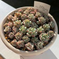 ペレスデラロサエ,ペレスデラロサエ,多肉植物,紅葉する多肉,多肉大好きの画像