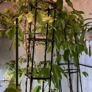 ヒスイカズラ,鉢植え,カット苗,室内栽培,ヒスイカズラ属の画像