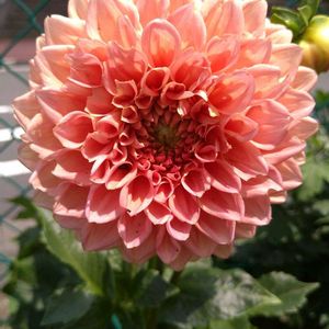 観葉植物,リビング,今日のお花,幸せを呼ぶフクロウ祭りの画像