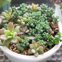 虹の玉,虹の玉,だるま秀麗,だるま秀麗,パープルヘイズの画像