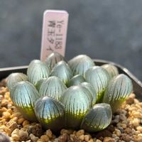 ハオルチアの画像