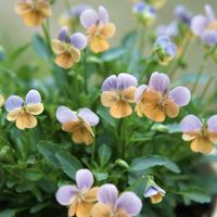 ビオラ,ビオレッタ,ビオレッタ　ソワレ,ガーデニング,庭の花の画像