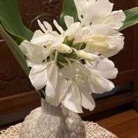 季節の花,花のある暮らし,小庭の彩り,小さな庭,玄関内側の画像