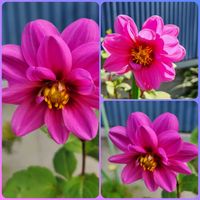 ダリア,花のある暮らし,今日のお花,キュンキュン乙女倶楽部,可愛いお花♪の画像