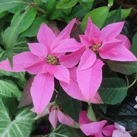 プリンセチア,花のある暮らし,お散歩途中,PicAtom,Picatom2610の画像