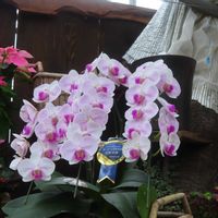 胡蝶蘭,花のある暮らし,お散歩途中,PicAtom,Picatom2610の画像