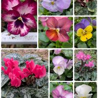 お花のある暮らし,原園芸さんのガーデンシクラメンの画像