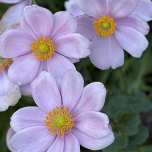 花壇,プランター,庭の片隅❣️。,花との出会い❣️,庭の画像