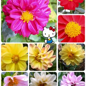ダリア,プランター栽培,今日のお花,ダリアの栽培,種蒔きからの栽培の画像