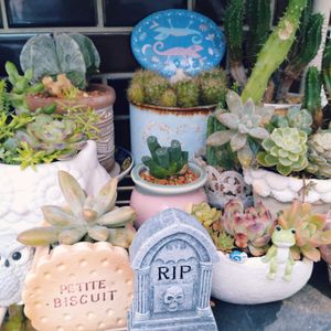 多肉植物,多肉寄せ植え,お庭の植物,葉挿しっ子,フクロウ祭の画像
