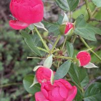 アンジェラ,ガーデニング,花のある暮らし,ナチュラルスタイル,薔薇のある暮らし♡の画像