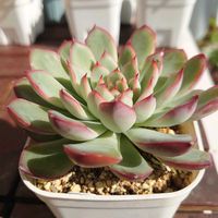 アメリカンブルー,花うらら,リトルビューティー,小菊,多肉植物の画像