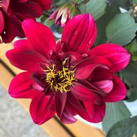 鉢植え,花壇,ガーデニング,実家にて,今日のお花の画像