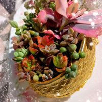 ツメレンゲ,桜吹雪,リトルミッシー,カランコエ　胡蝶の舞,ベビー サンローズの画像
