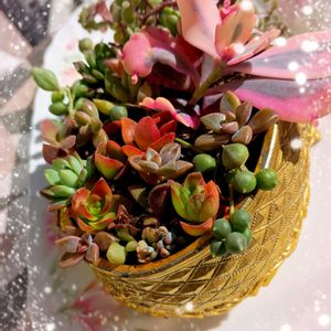 ツメレンゲ,桜吹雪,リトルミッシー,カランコエ　胡蝶の舞,ベビー サンローズの画像