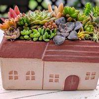 多肉寄せ植えの画像