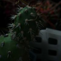 ハオルチア,多肉植物,観葉植物,塊根植物,サボテン科の画像