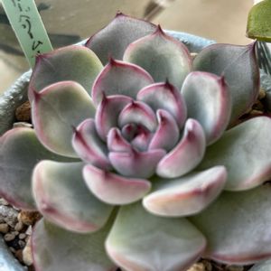 ミックスベリア　ブルーベリームーン,多肉寄せ植え,多肉植物のある暮らし,多肉だいすき,バルコニー/ベランダの画像