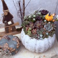 白雪ミセバヤ,多肉寄せ植え,ハロウィン,ハロウィン寄せ植え,久しぶりの投稿の画像