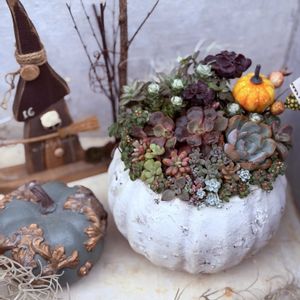 白雪ミセバヤ,多肉寄せ植え,ハロウィン,ハロウィン寄せ植え,久しぶりの投稿の画像
