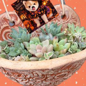 ミニドラゴンフルーツ,多肉寄せ植え,ハート鉢,リトープスのお花,パンダの日の画像