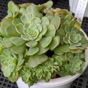 多肉植物,葉挿し,多肉寄せ植え,実生苗,葉挿し苗の画像