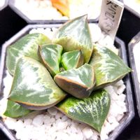 ハオルチア,ハオルチア オブツーサ,オブツーサ錦,多肉植物,ハオルチア属の画像