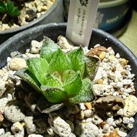 ハオルチア,ハオルチア,多肉植物,多肉ちゃん,成長記録の画像