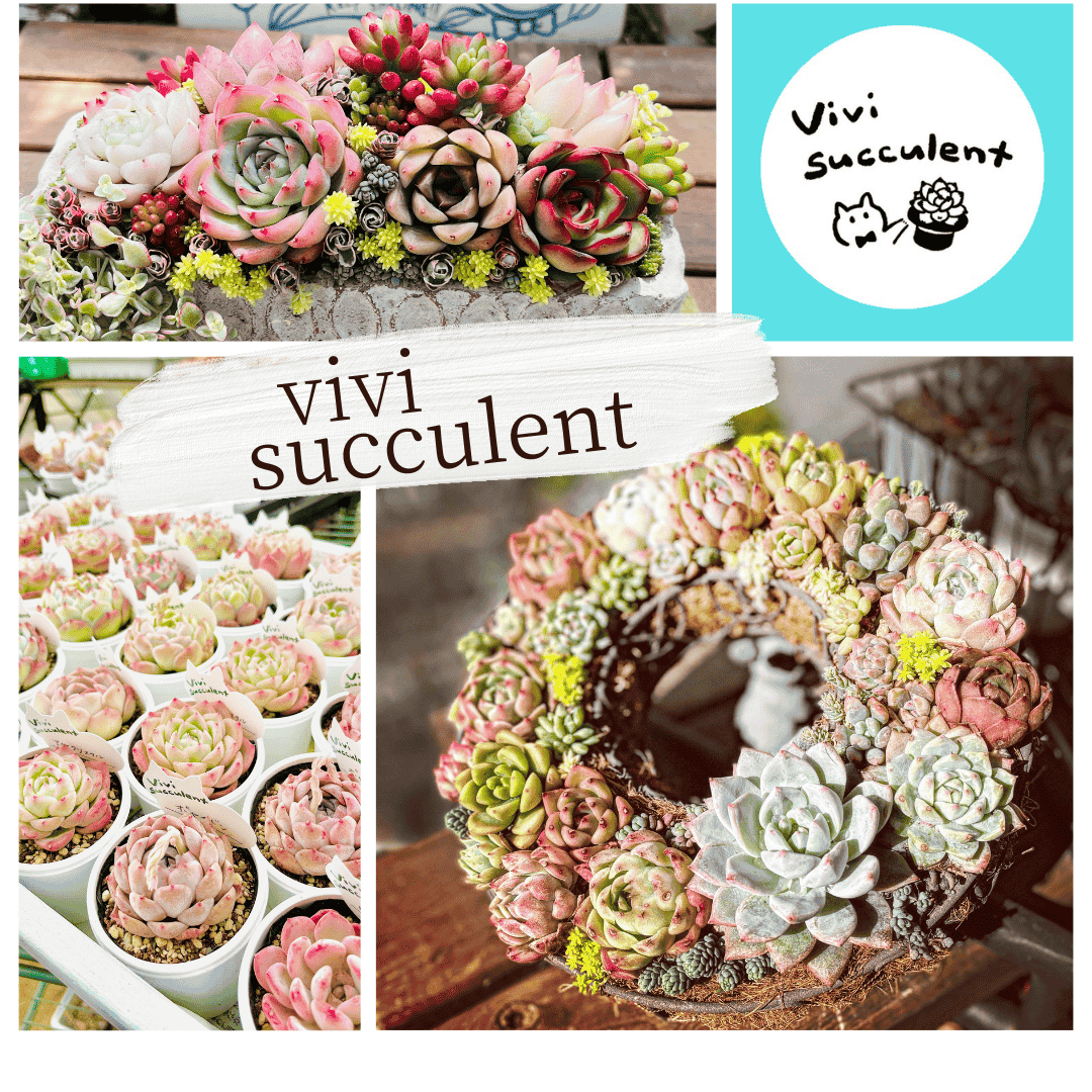 vivi succulent