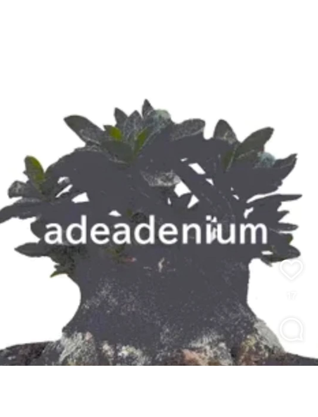 adeadenium