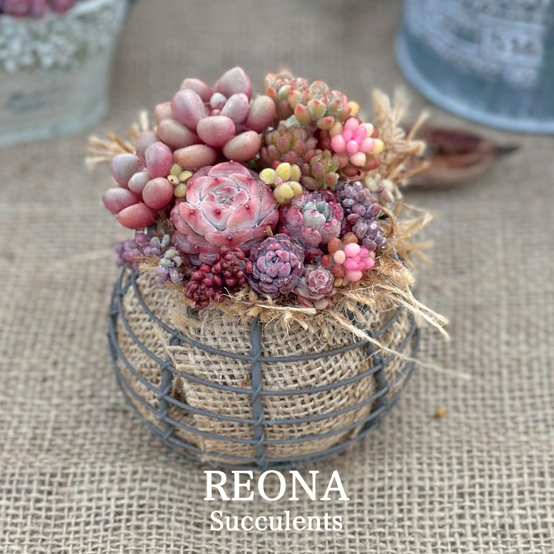 REONA Succulents