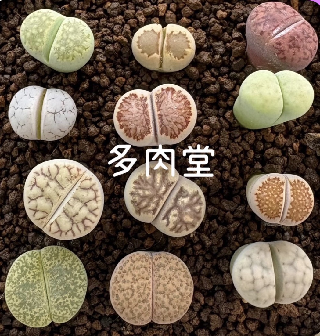 多肉堂