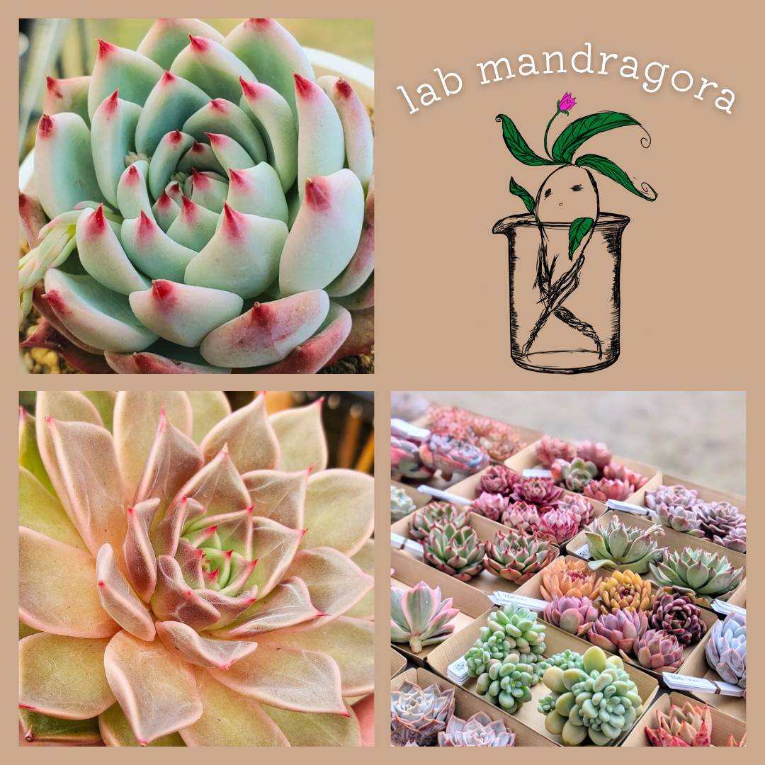 Lab Mandragora(ラボマンドラゴラ)