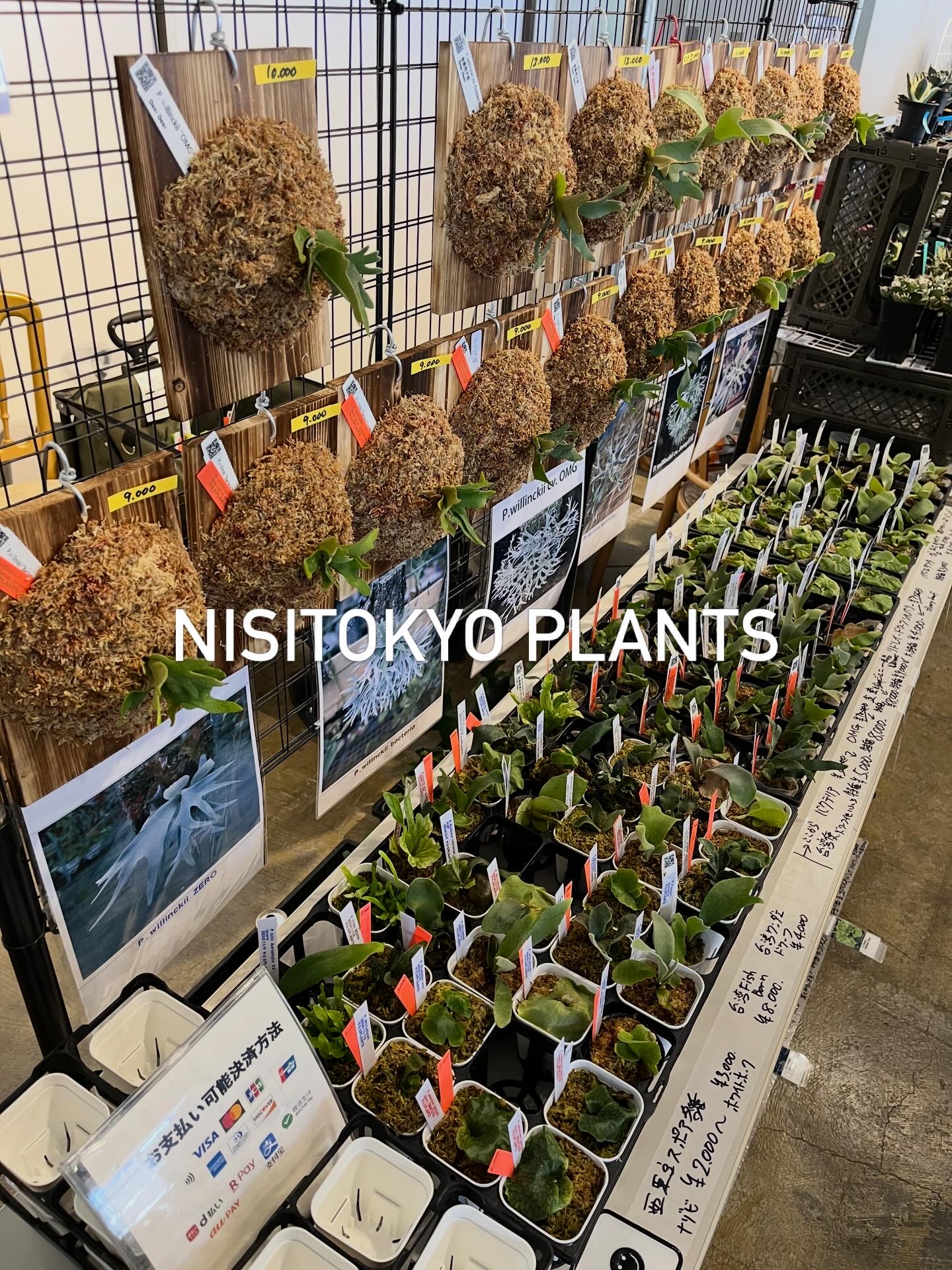 nisitokyo_plants