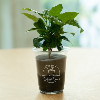 コーヒーの木（Table Plants）の画像
