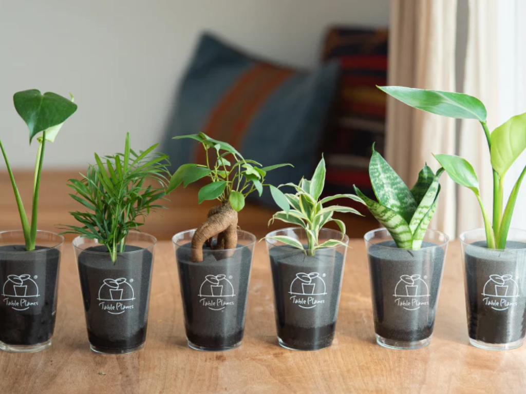 土を使わない観葉植物 Table Plants